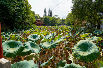 A revived pond lotus leaf in a classical garden in spring