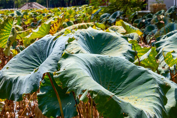 A revived pond lotus leaf in a classical garden in spring