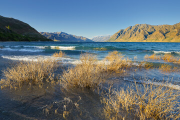 Ufer, Str&auml;ucher, Wellen, Lake Hawea, Otago, S&uuml;dinsel, Neuseeland