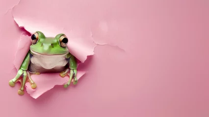 Tuinposter A curious green frog emerges through a ripped hole in a vibrant pink paper, peeking out to the viewers © Fxquadro