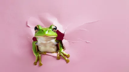 Fotobehang A sharp-eyed green frog gazes through a tear in pink paper, highlighting a sense of inquisitiveness © Fxquadro