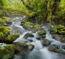 Obraz premium Wald, Creek, Bach, Fiordland Nationalpark, Southland, Südinsel, Neuseeland