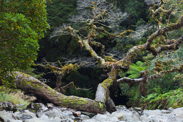 Fototapeta premium Alter Baum, Fiordland Nationalpark, Southland, Südinsel, Neuseeland