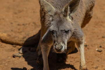 portrait kangaroo in the wild
