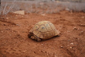 Close-up of a small African turtle resting in the nature of Morocco