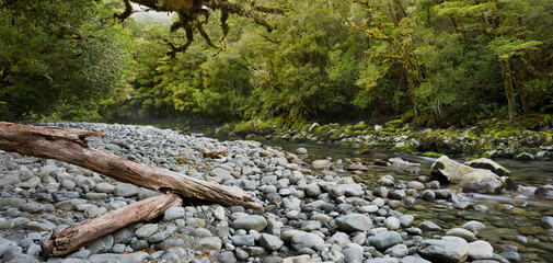 Fototapeta premium Cleddau River, Baumstamm, Fiordland Nationalpark, Southland, Südinsel, Neuseeland