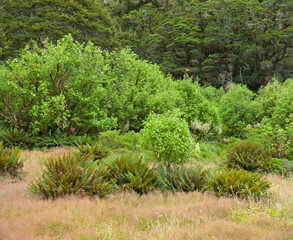 Fototapeta premium Sträucher, Farne, Fiordland Nationalpark, Southland, Südinsel, Neuseeland