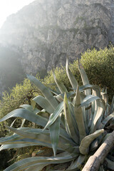 large American agave growing in the mountains 