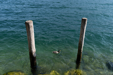 mooring posts on the embankment of a clear lake on a sunny day with duck in the middle 