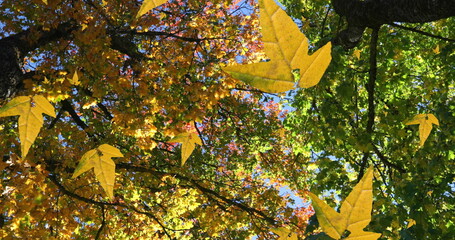 Obraz premium Image of autumn leaves falling against low angle view of trees and blue sky