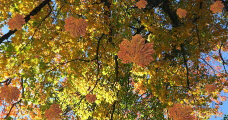 Naklejka premium Image of autumn leaves falling against low angle view of trees and sky