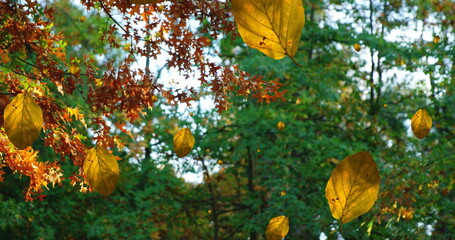 Naklejka premium Image of autumn leaves falling against low angle view of trees and sky