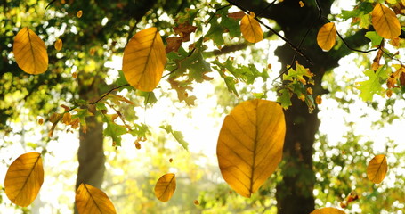 Obraz premium Image of autumn leaves falling against view of sun shining through the trees