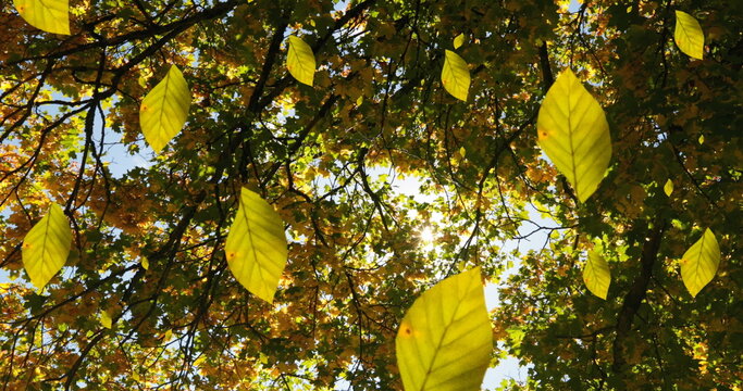Fototapeta Image of autumn leaves falling against low angle view of trees and sky