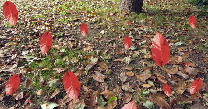 Fototapeta Image of autumn leaves falling against close up view of fallen leaves on the ground