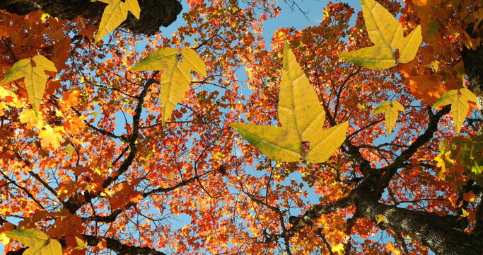 Fototapeta Image of autumn leaves falling against low angle view of trees and blue sky