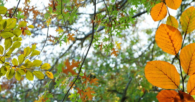 Fototapeta Image of autumn leaves and branches against low angle view of trees and sky