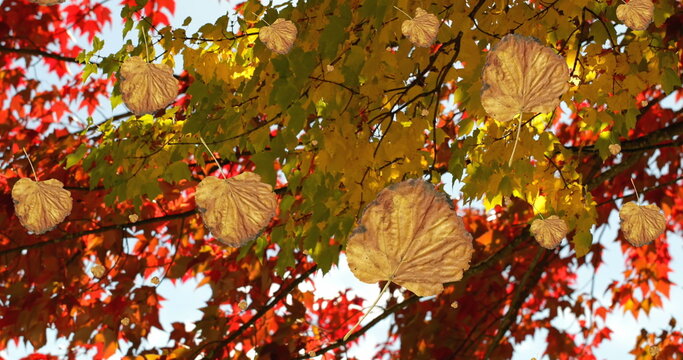Fototapeta Image of autumn leaves falling against view of trees and sky