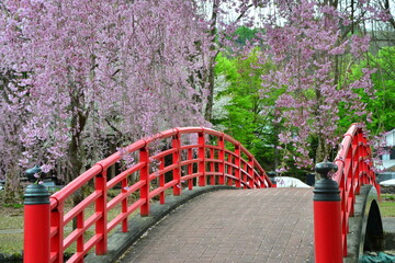 桜花満開の越後湯沢中央公園の風景