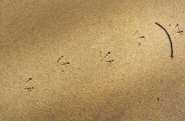 footprint of a seagull in sand