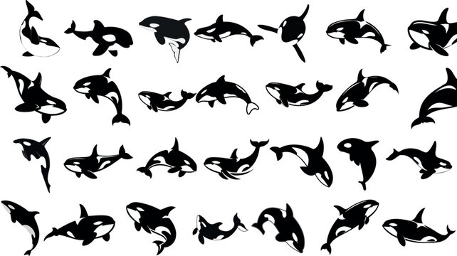 Orca clipart vector illustration, killer whale orca silhouette in various poses, black orca vector isolated on white, Perfect for marine life enthusiasts, educational materials, and ocean designs