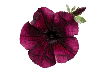 Black Cherry Petunia Flower Isolated on Transparent Background