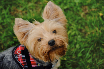 A charming fluffy Yorkshire terrier stands in a green clearing in a red plaid vest and poses. A cute decorative dog on a walk in the spring park. Portrait close-up view from above.