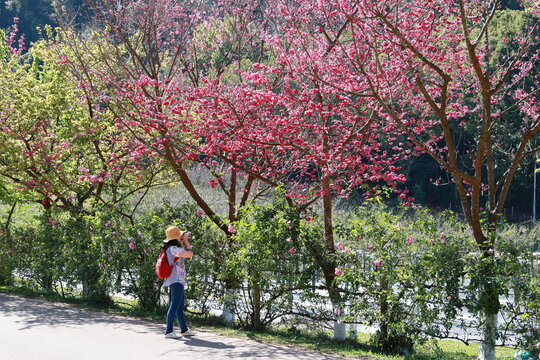 A woman wearing a yellow hat and a red backpack stands under a prunus cerasoides tree to admire the beauty. Tourists use digital cameras to capture the Wild Himalayan Cherry blossoms. (Sakura of Thai)