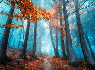 Foto auf Acrylglas Beautiful mystical forest in blue fog in autumn. Colorful landscape with enchanted trees. © D'Arcangelo Stock