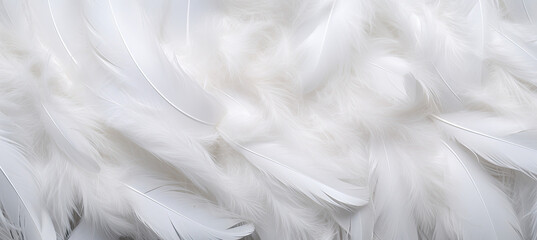 White feathers background - obrazy, fototapety, plakaty