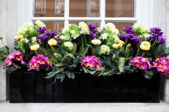 Spring flower window box, pink purple and yellow against white painted window