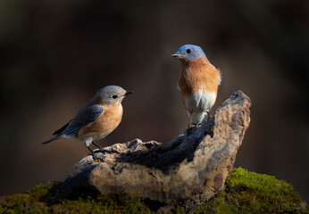Fototapeta premium Male and female bluebirds on rock perch in dramatic light