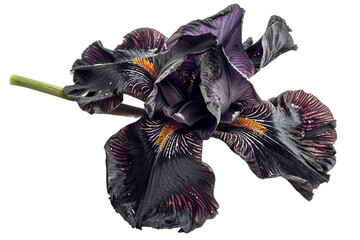 Black Magic Iris Flower Isolated on Transparent Background - obrazy, fototapety, plakaty