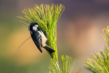 Coal tit or cole tit (Periparus ater) on the top of a spruce tree. Colorful bird image with copy...