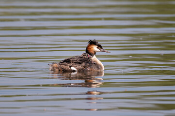 Haubentaucher Kücken