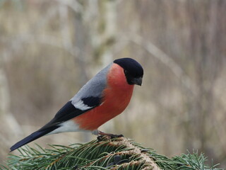 A bullfinch on a blue spruce branch.
