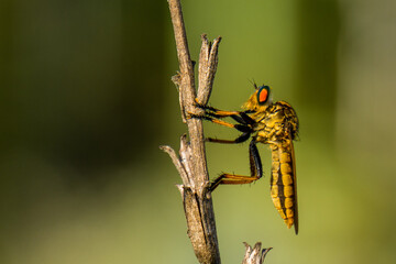 Robber fly insects are perched on wooden twigs