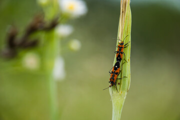 Bugs mating (Lygaeus equestris)
