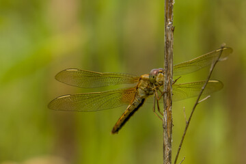 A vibrant brownish-orange dragonfly perches delicately on a slender stem, showcasing intricate transparent wings against a soft, tranquil green backdrop