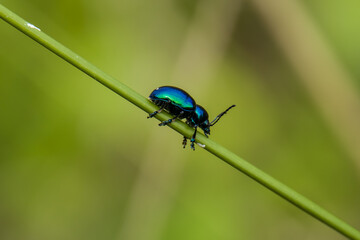 Blue milkweed perched on grass and leaves