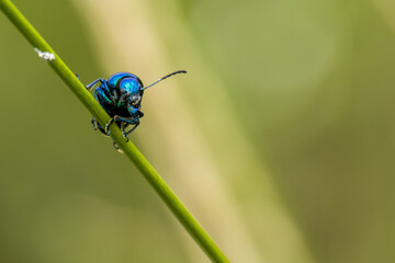 Blue milkweed perched on grass and leaves