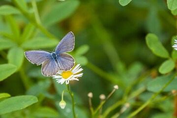 Diminutive Eastern Tailed Blue butterfly resting on a blade of grass against summer green background