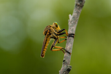 Robber fly insects are perched on wooden twigs