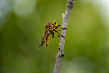 Robber fly insects are perched on wooden twigs