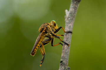 Robber fly insects are perched on wooden twigs