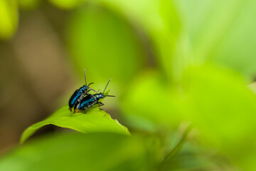 Close-up two Blue Milkweed Beetles (Chrysochus pulcher) Mating on green leaf.