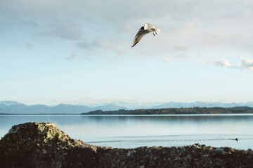 Fototapeta na wymiar Seagull Flying on Lake Water Pleasant View of Nature