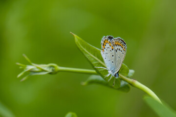 Diminutive Eastern Tailed Blue butterfly resting on a blade of grass against summer green background