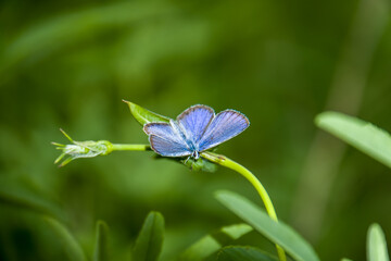 Diminutive Eastern Tailed Blue butterfly resting on a blade of grass against summer green background