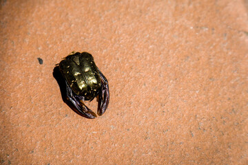 Close-up view of a small crab on a textured surface, showcasing its golden shell and claws